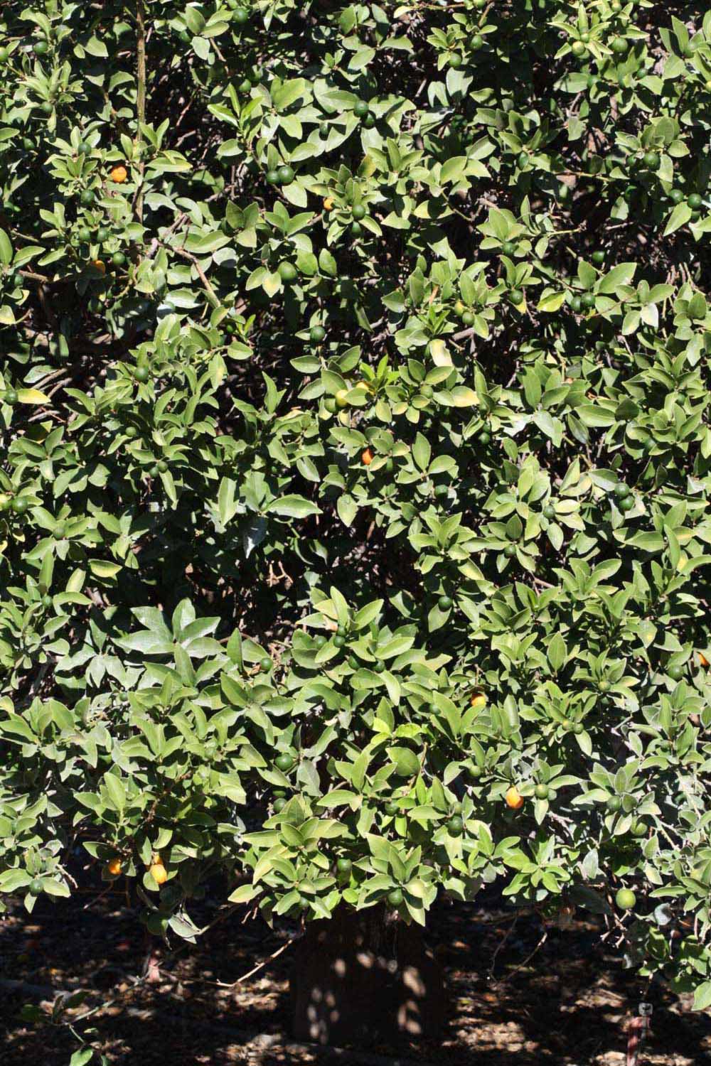            Habit (Riverside, CA)   